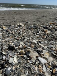 broken shells on the beach