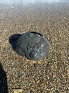black conch shell on the beach