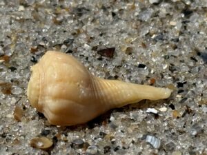 tiny conch shell on the beach